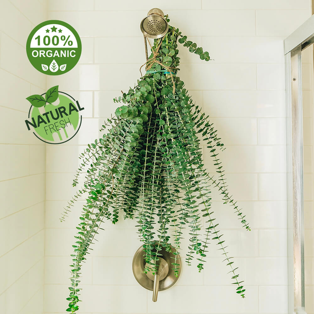 Fresh Eucalyptus Shower Bundle