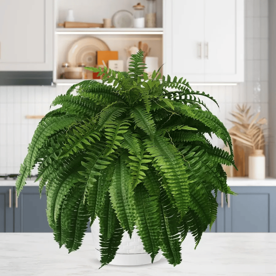 🔥Autumn Celebration Exclusive! 🌿Get the UV-Resistant Lifelike Artificial Boston Fern for Just $9.98 🎁 SAVE 75%!