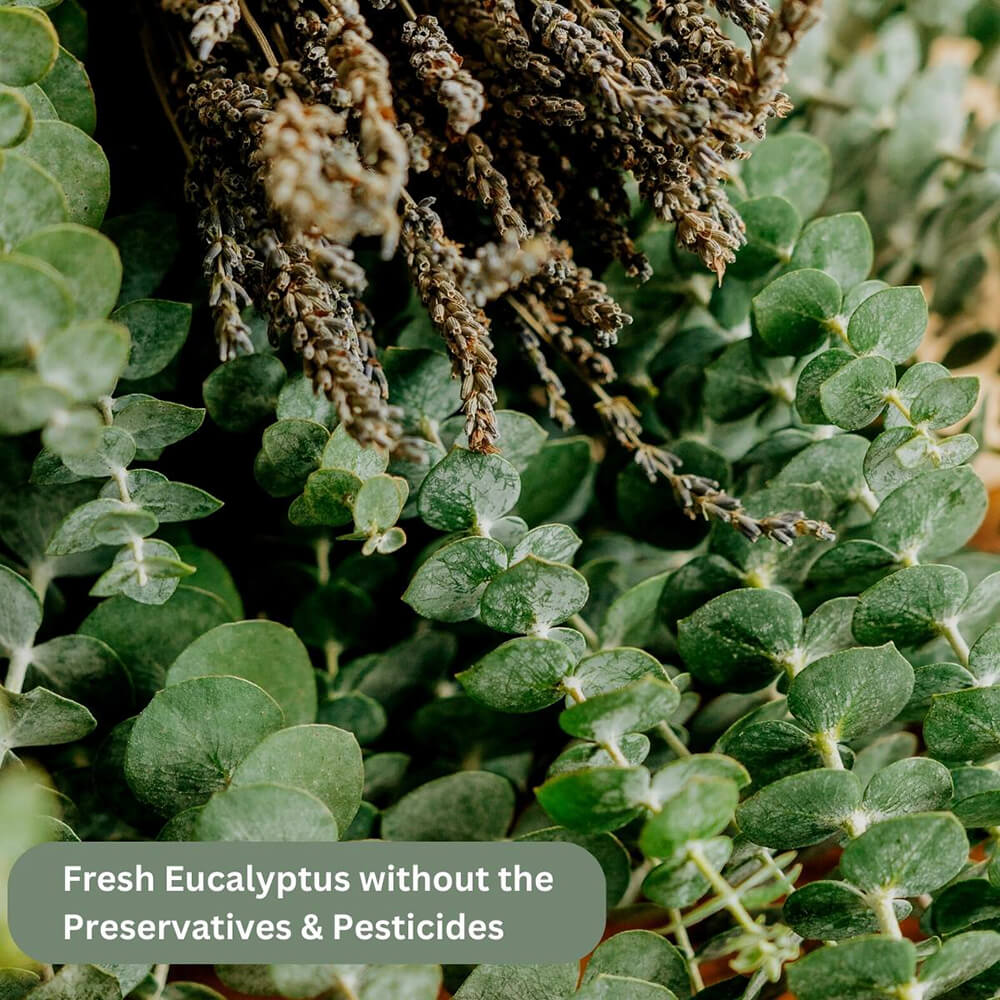 Fresh Eucalyptus Shower Bundle